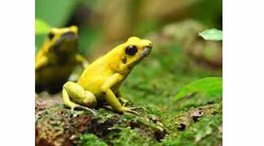 Frogs are more poisonous than snakes