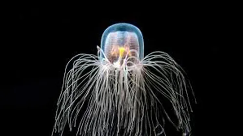 This life never dies