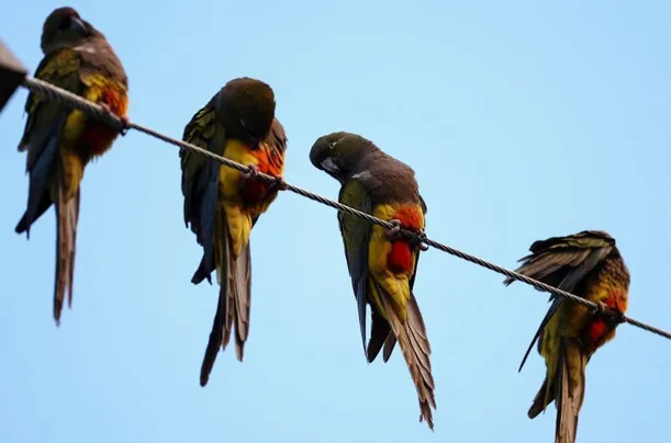 पोपटांशी लढतेय शहर A city fighting parrots