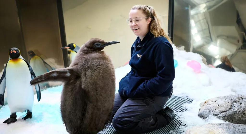 A unique penguin in the Museum of Australia
