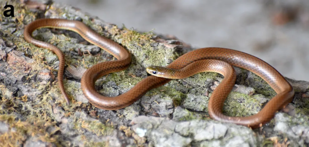 A strange species of snake in the Himalayas