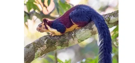 Squirrel the size of a cat