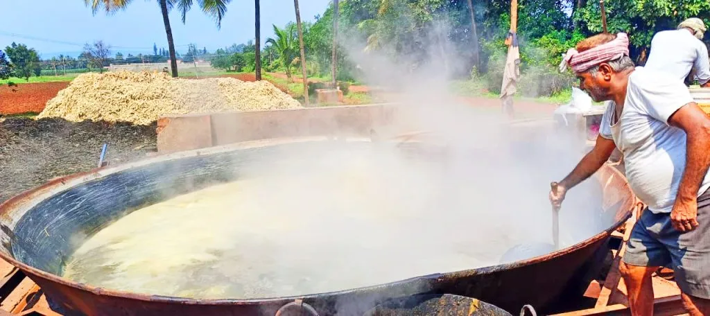 Jaggery season begins in Modga
