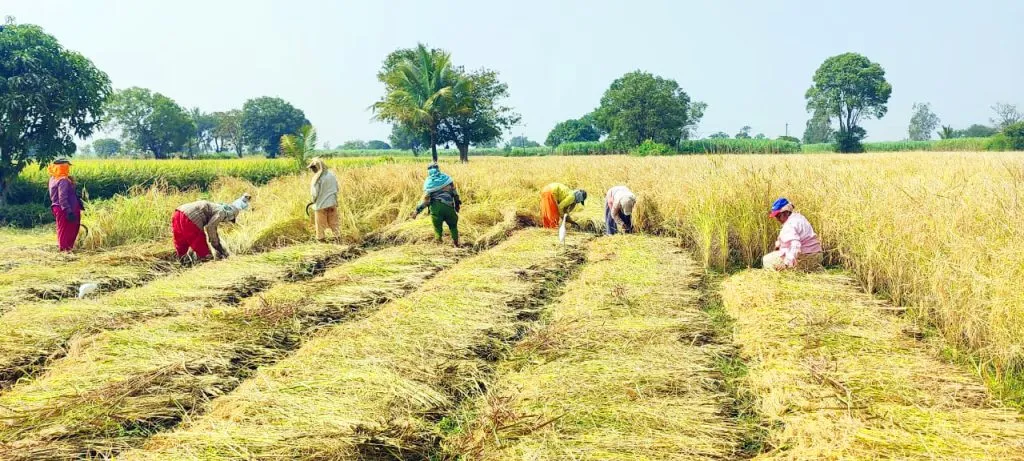 सांबरा-बाळेकुंद्री खुर्द परिसरात भातकापणीच्या कामाची धांदल Paddy harvesting work in Sambara-Balekundri Khurd area