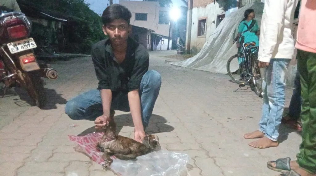 Goat attacked by domestic pigs in Nandgarh