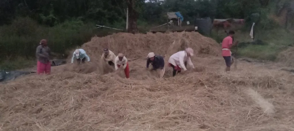Speed ​​of paddy harvesting, threshing work in Gunji area: Labor shortage