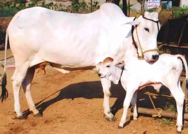 मादी जातीच्या वासरांची पैदास वाढली Increased female calf production