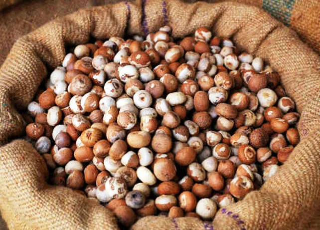 सुपारीची आयात न रोखल्यास बागायतदारांसमोर धोक्याची घंटा Threat to horticulturists if import of betel nut is not stopped