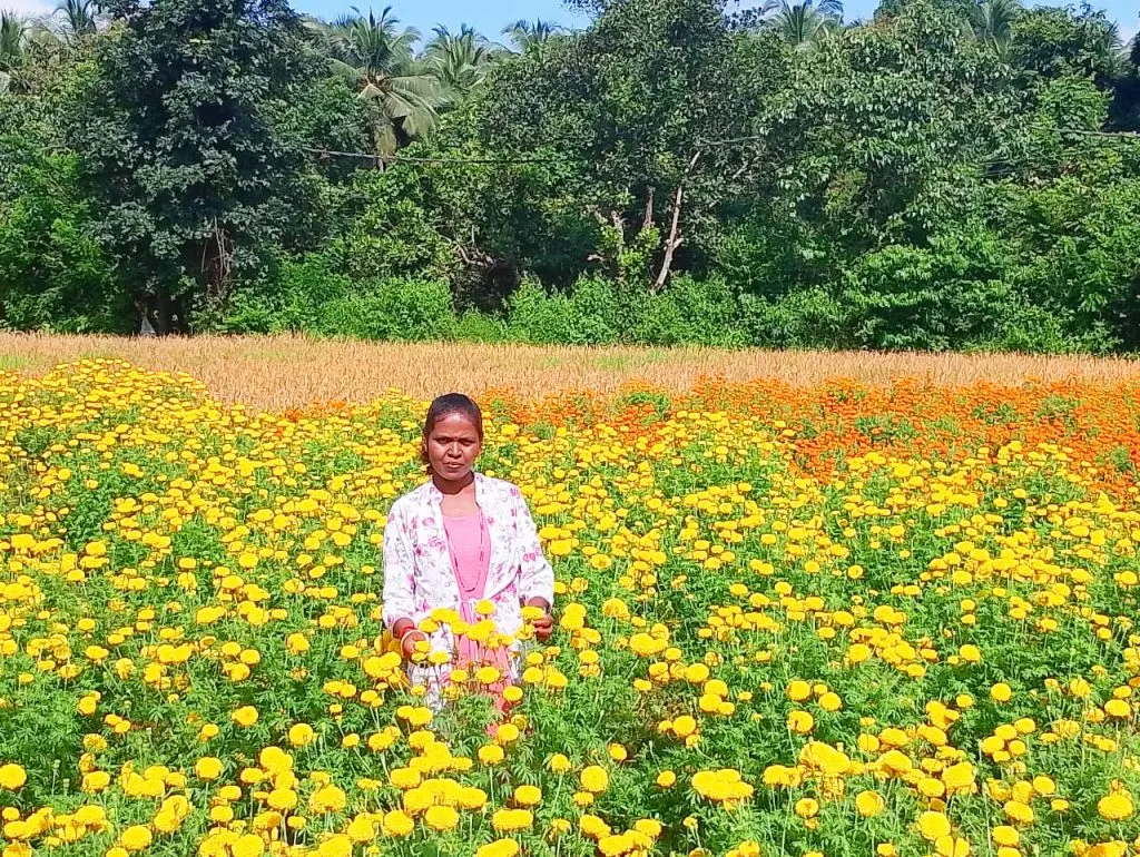 Marigold cultivation flourished in Sange-Kepe area