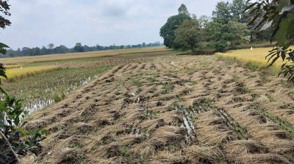 Paddy harvest breaks due to unseasonal rains