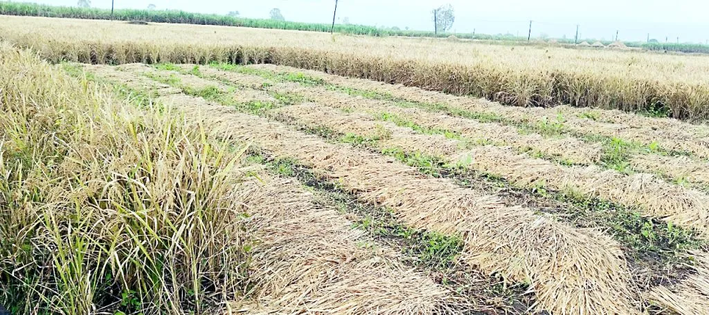 Paddy harvesting was disrupted due to rain