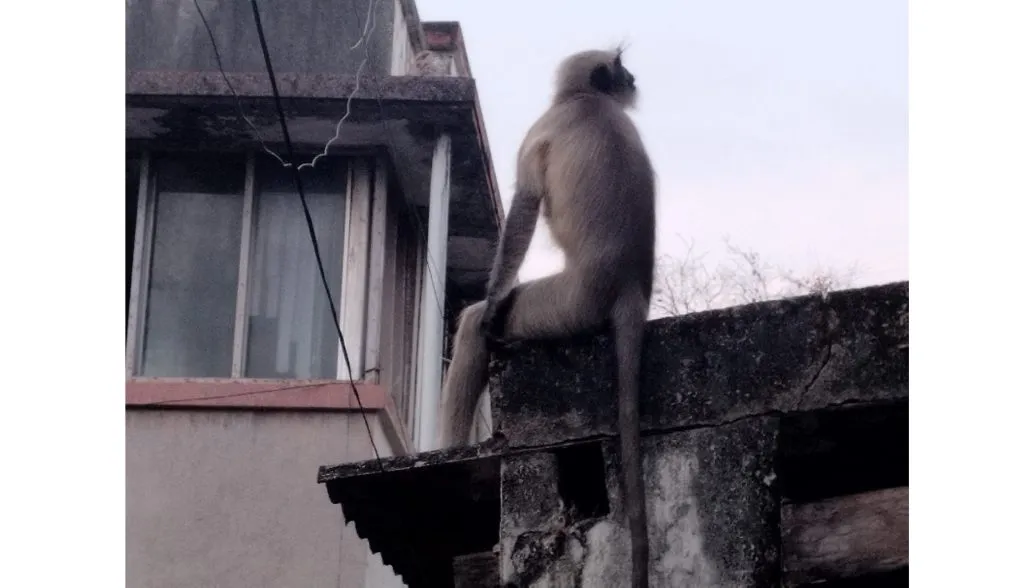 Monkeys in the city