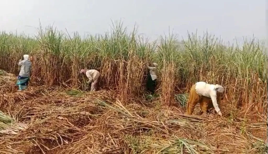 Farmers given time to cut sugarcane in flood-affected areas at their own expense