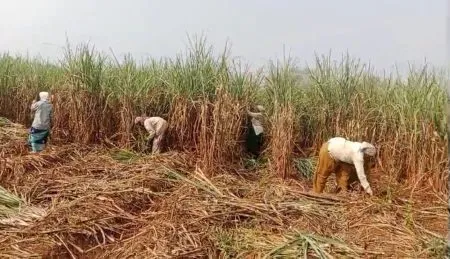 Farmers given time to cut sugarcane in flood-affected areas at their own expense