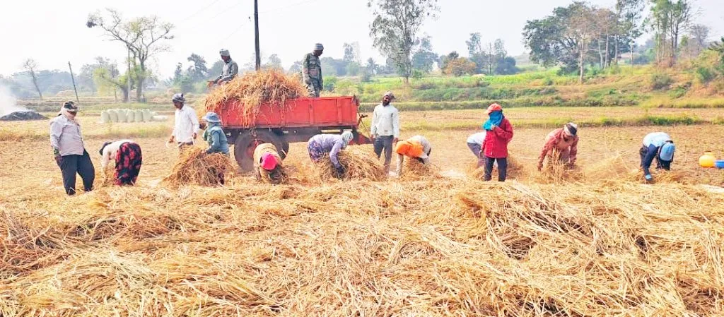 चलवेनहट्टी परीसरात भात मिळण्या अंतिम टप्प्यात Rice procurement in Chalvenhatti area in final stages