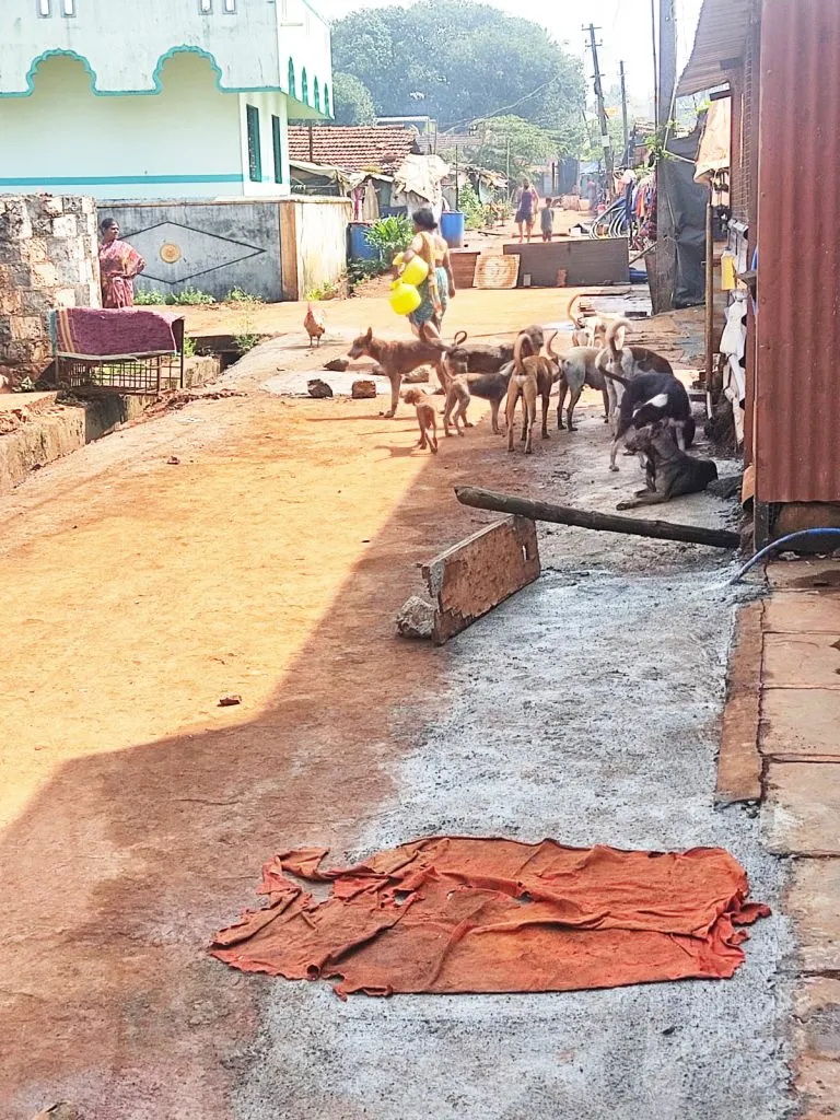 Stray dogs are a nuisance in Jyotinagar area