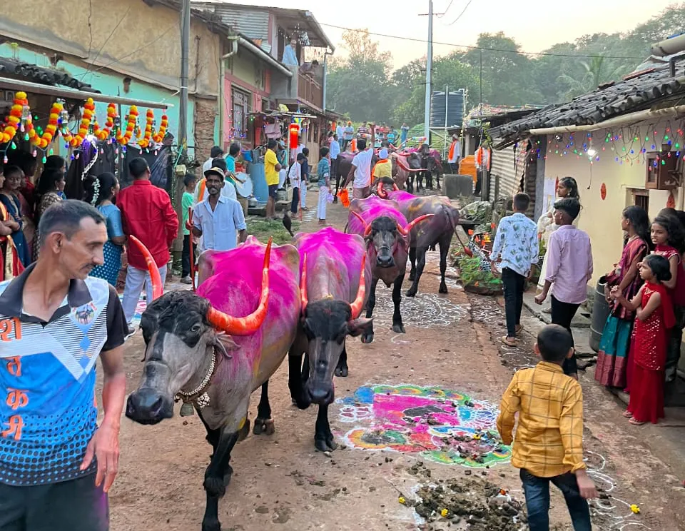 Buffalo procession in the city in a traditional manner