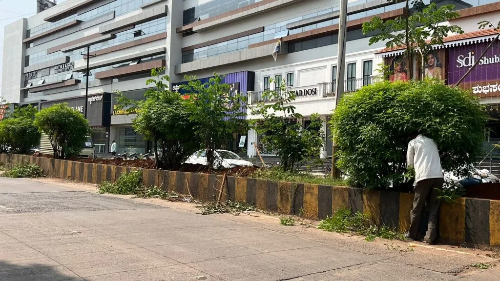 महात्मा फुले रोडवर रोपांची छाटणी : वाहनधारकांना दिलासा Pruning of saplings on Mahatma Phule Road: Relief for motorists
