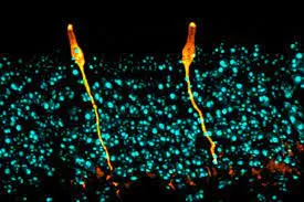 मानवी पेशींचा तयार होतोय नकाशा A map of human cells is being created