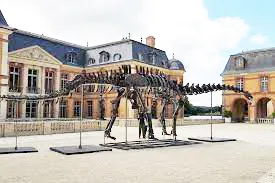 Dinosaurs: Skeletons to be auctioned