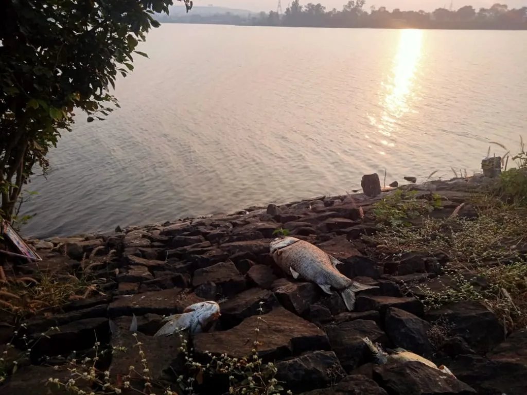 Fish in Kalamba Lake die