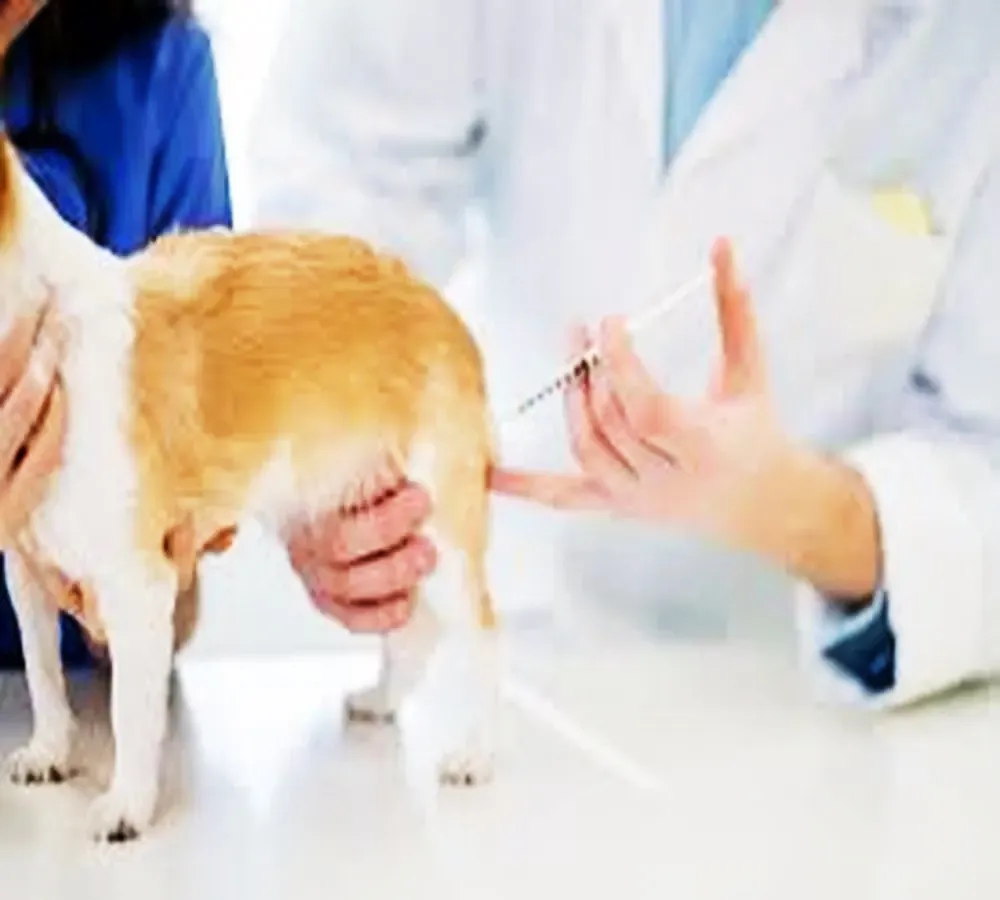 कुत्र्यांच्या निर्बिजीकरण मोहिमेला गती देणार To speed up the sterilization drive of dogs