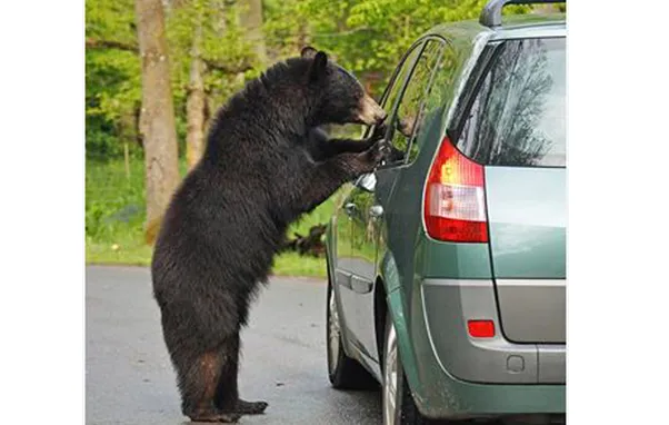 Worth it for the insurance money!