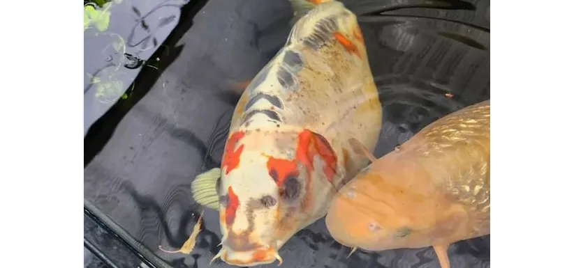 मानवी चेहऱ्यांचे अद्भूत मासे Amazing fish with human faces