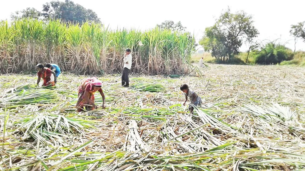 Sugarcane sector: Will become a hub for bioplastics and polyhydroxyalkanoates