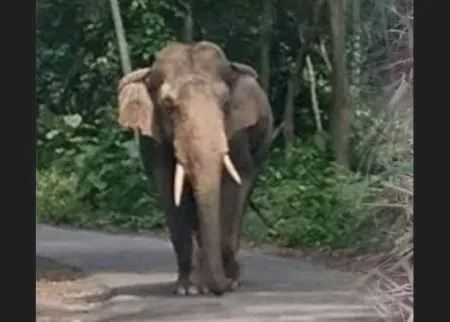 हाथी चले अपनी चाल The elephant made its move