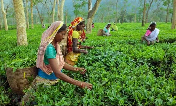 चहा उत्पादनात घट, तिमाहीत नफा कमाई Decline in tea production, profit in the quarter