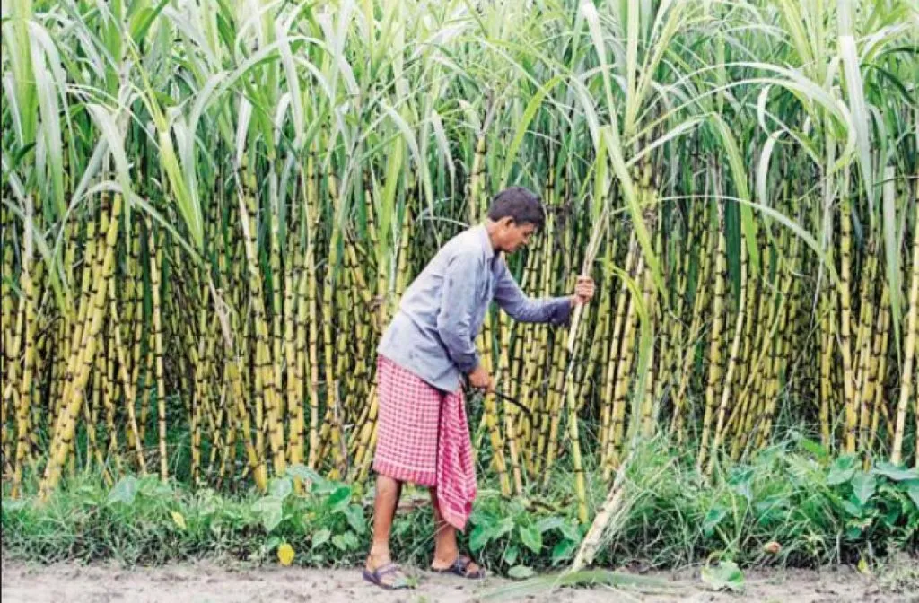 Sugarcane harvesting begins in Sangeet, discouragement remains
