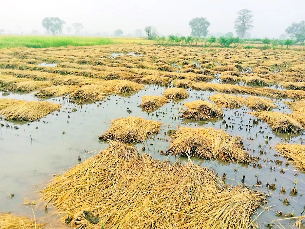 Rice is on the verge of rotting due to standing water on the rice
