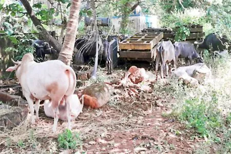 Illegal 15 animals in accident vehicle