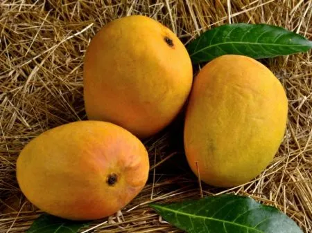 If you want genuine Hapus, then you need a 'GI' registration!