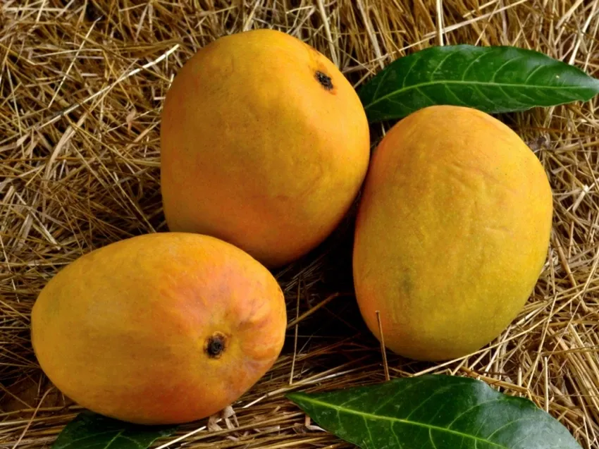 अस्सल हापूस देताय, मग ‘जीआय’ नोंद हवीच ! If you want genuine Hapus, then you need a 'GI' registration!