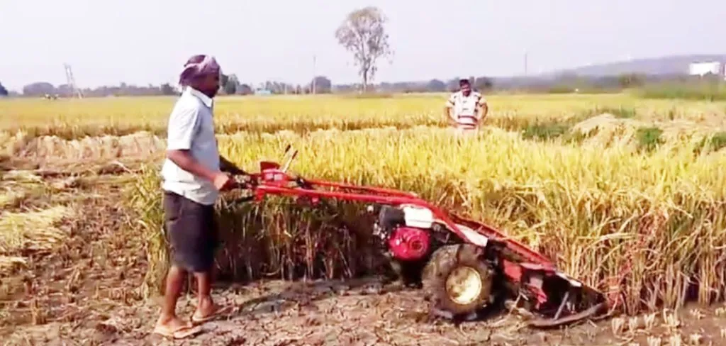 Harvest season in full swing in Kakati area