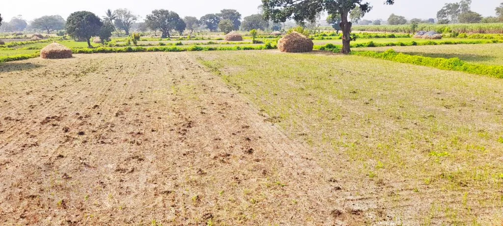 Delay in sowing of pulses due to moisture in the fields
