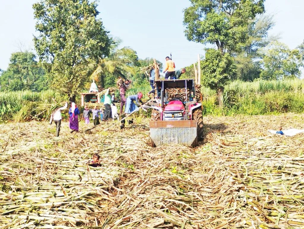 Sugarcane harvesting season begins in Kudremani area