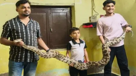 चार दिवसात ४ अजगरांसह ३ सापांना जीवदान