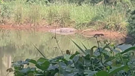 नाणोस येथे शेत तळीत मगरीचे दर्शन