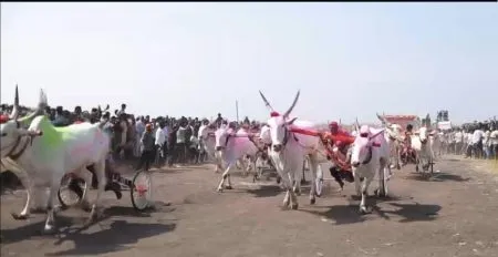 Haripur's Gaja, Kolhapur's Bhunda bull pair win first in Shirol race