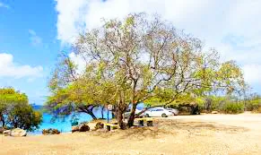 A tree more poisonous than a snake