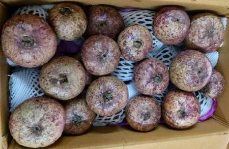 Thailand's 'Black Diamond' arrives in Kolhapur, Peru