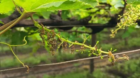 Unseasonal weather hits vineyards