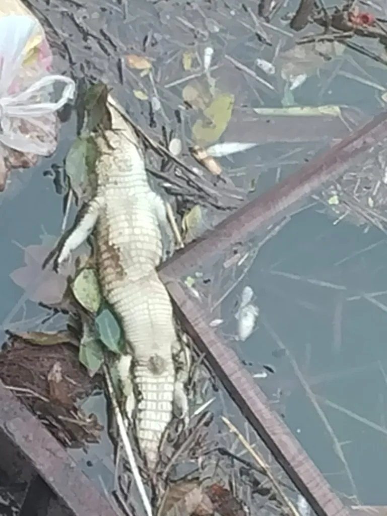 Crocodile dies due to contaminated water in Warana