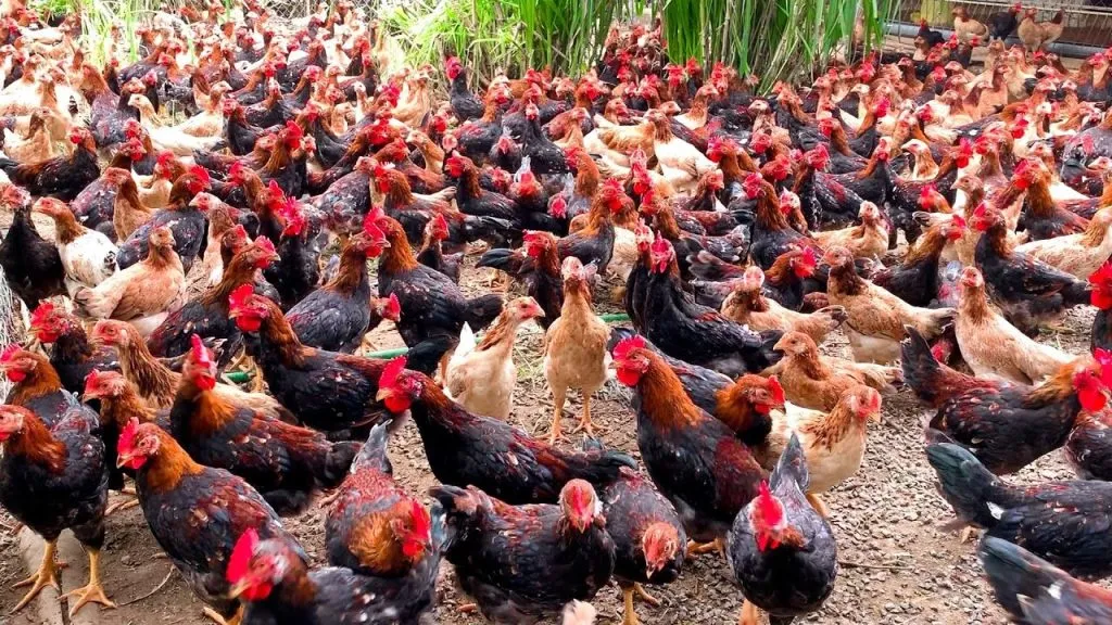 शेतकरी महिलांना मिळणार मोफत कोंबड्या Farmer women will get free hens