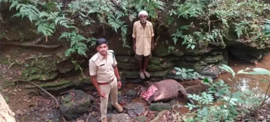 Buffalo killed in tiger attack in Teregali