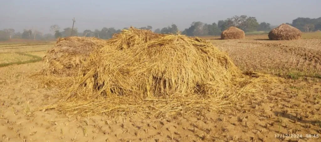 Damage to paddy fields by wild boars in Halshiwadi