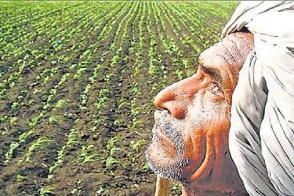 नुकसान भरपाईच्या प्रतीक्षेत 53 हजार 117 शेतकरी 53 thousand 117 farmers waiting for compensation